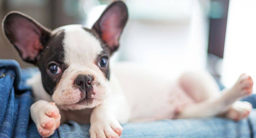 Raza bulldog francés: origen, características y cuidados