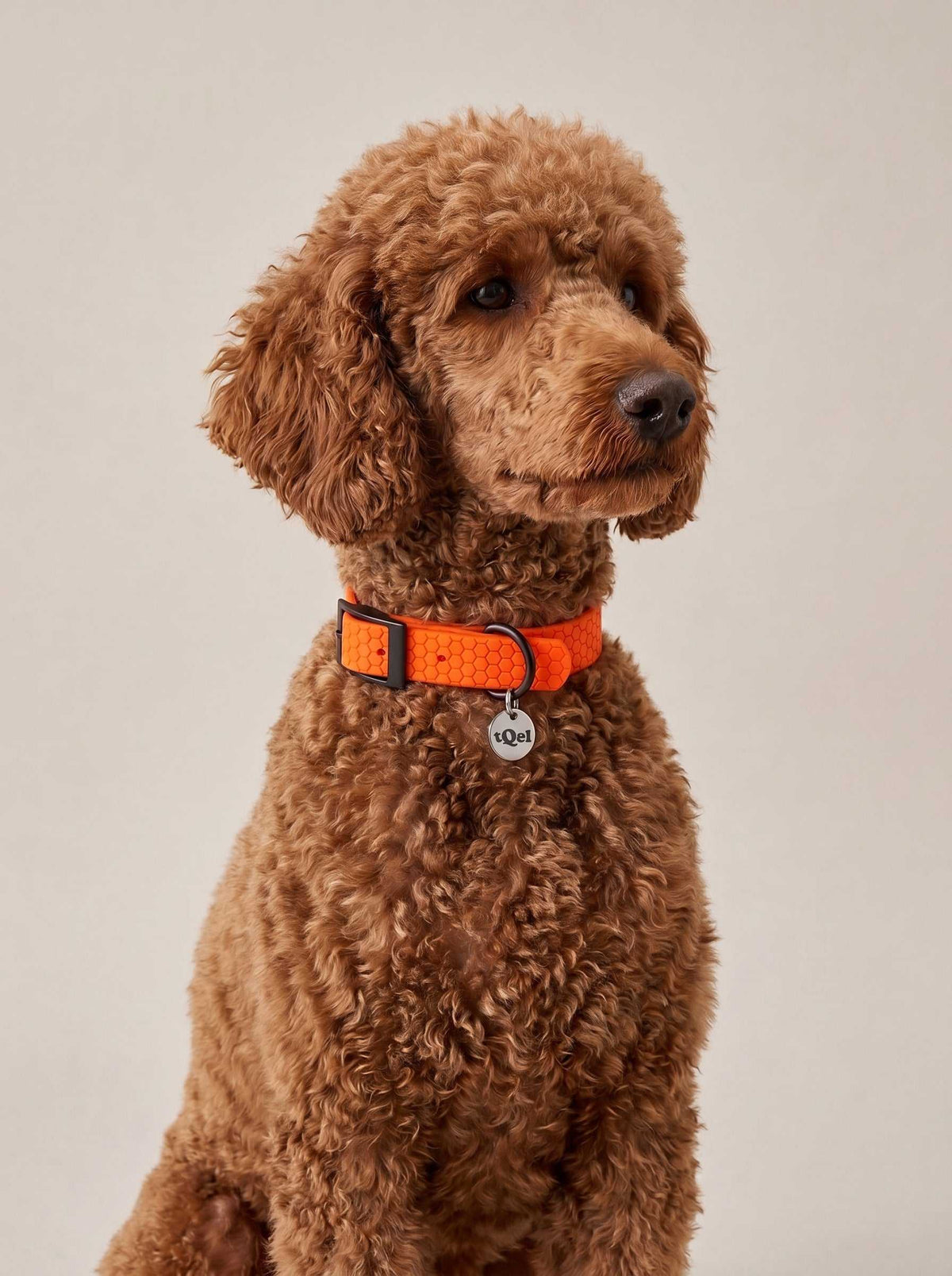 Collar perros impermeable Glow