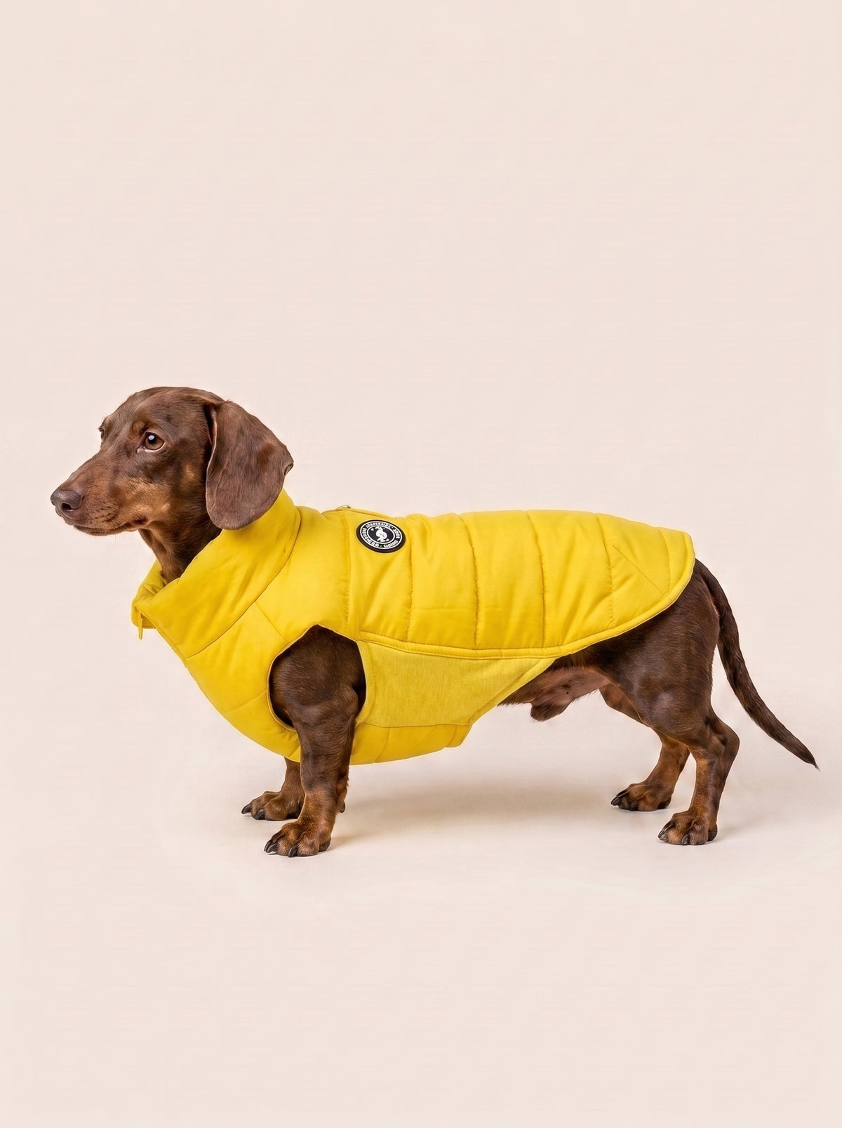 Plumas Artic Yellow