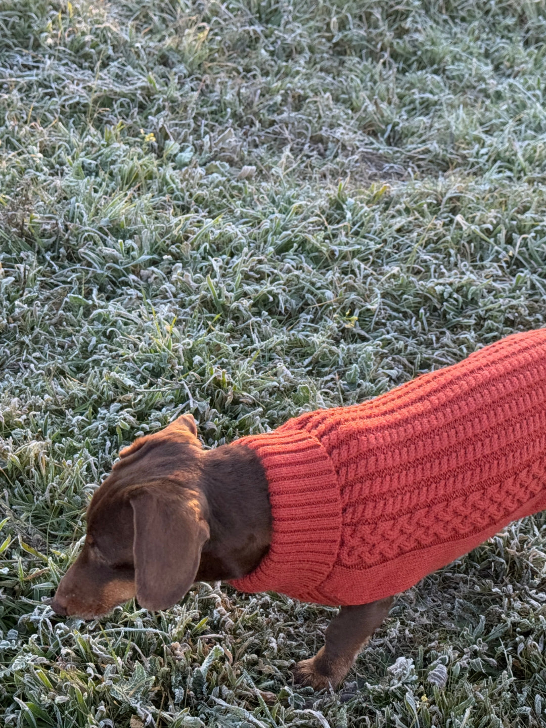 jersey de lana para perros