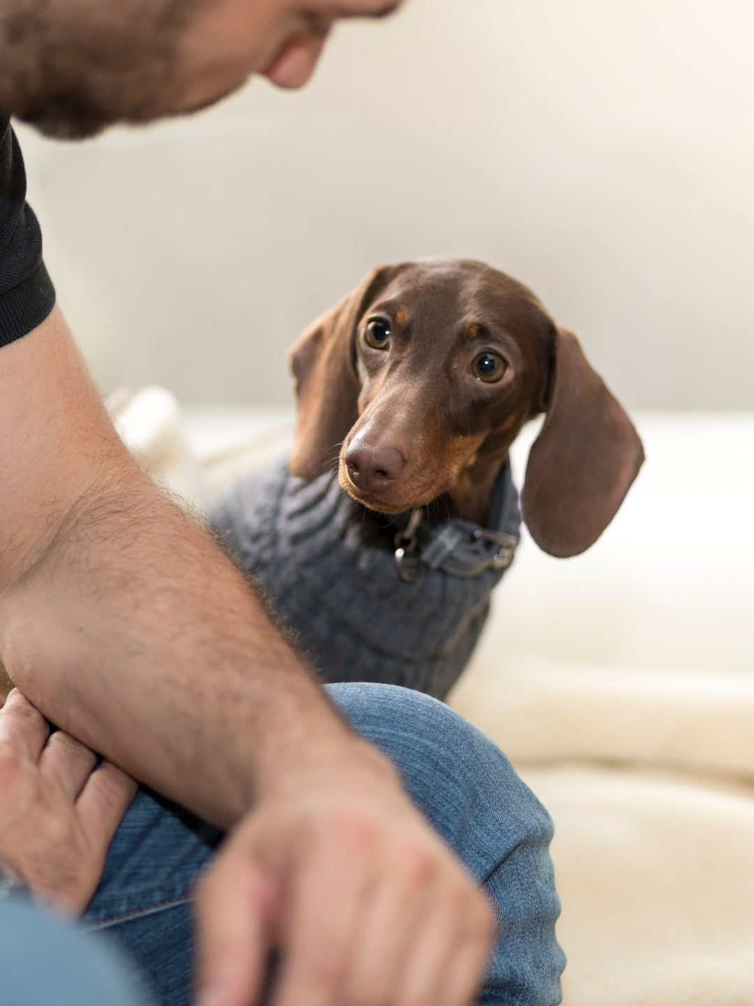 jersey gris para perros