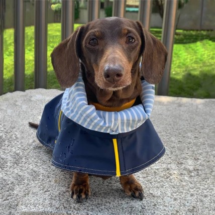 Hunderegenjacken Tintin Blue - 3