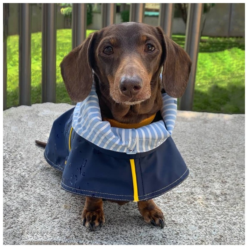 Hunderegenjacken Tintin Blue - 3