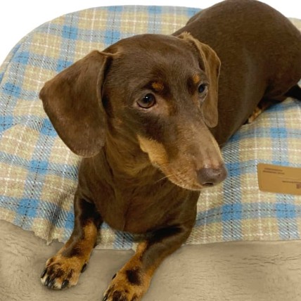 Boston Snoozy bag - 5