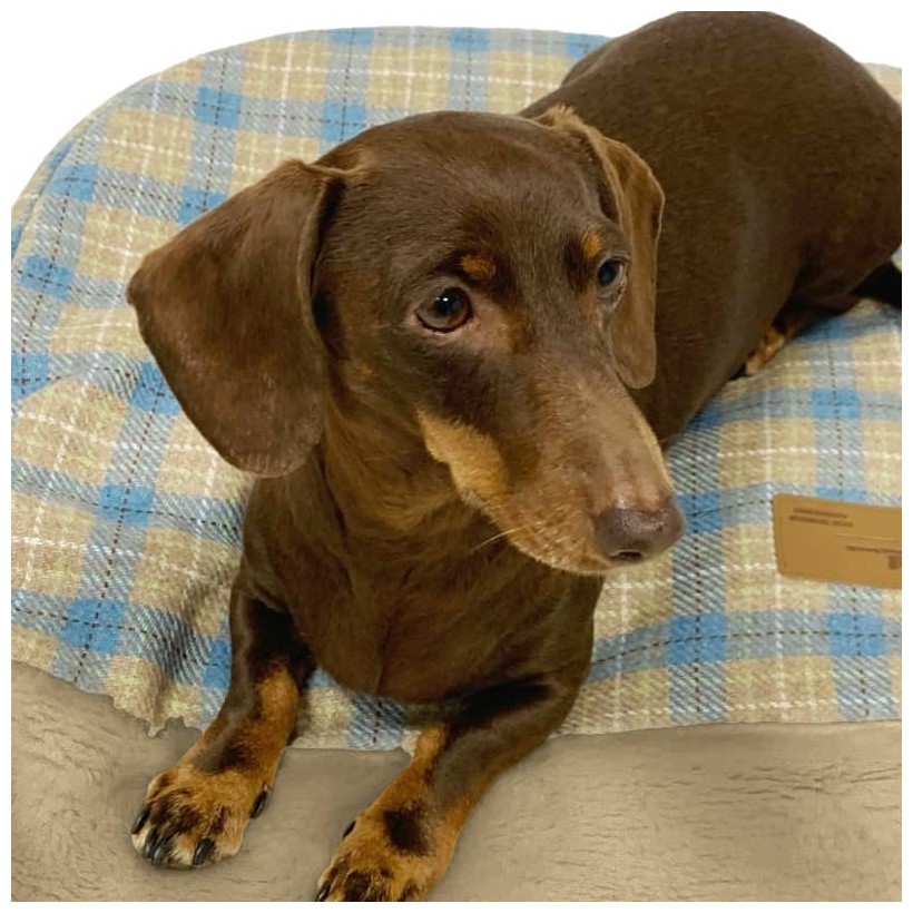 Boston Snoozy bag - 5