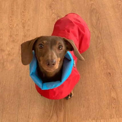 Hunderegenjacken Tintin Air Red - 3