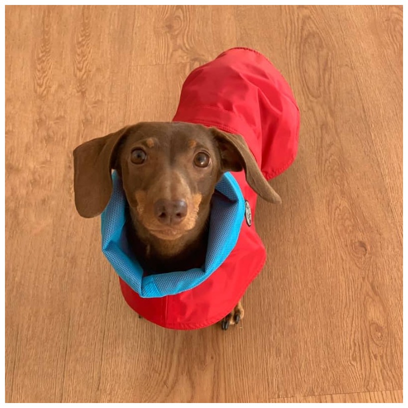 Hunderegenjacken Tintin Air Red - 3