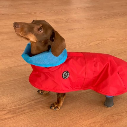 Hunderegenjacken Tintin Air Red - 2