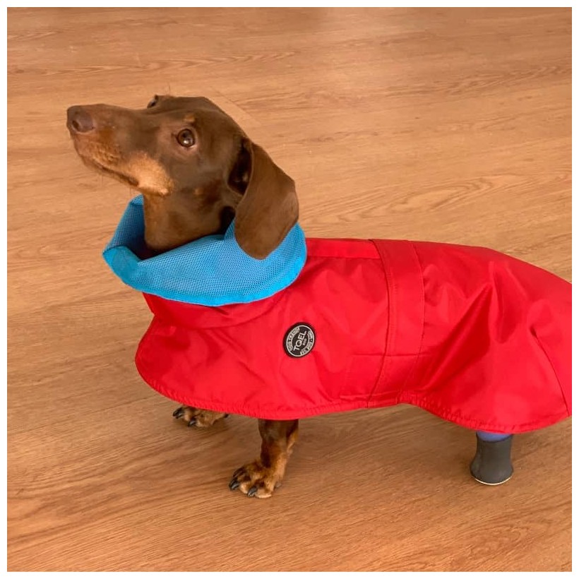 Hunderegenjacken Tintin Air Red - 2