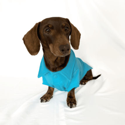 Poloshirt Classic Blue für Hunde