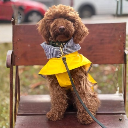 Tintin Yellow dog raincoat