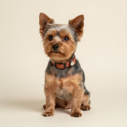 Apricot wasserdichtes Hundehalsband
