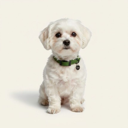 Olive wasserdichtes Hundehalsband