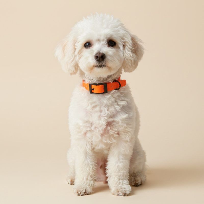 Glow wasserdichtes Hundehalsband