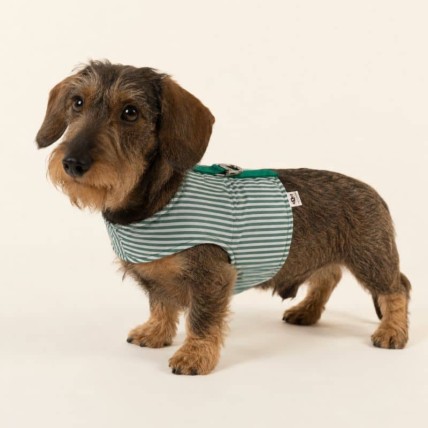 Hundegeschirr Stripes Green für den Sommer