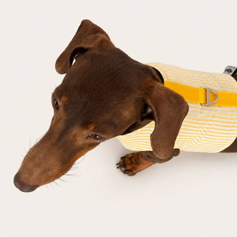 Hundegeschirr Stripes Yellow für den Sommer