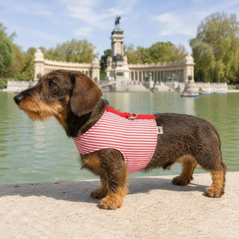 Hundegeschirr Stripes Red für den Sommer