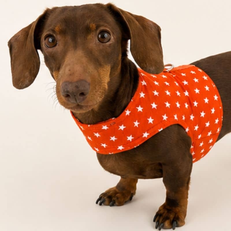 Hundegeschirr Stars Orange für den Sommer