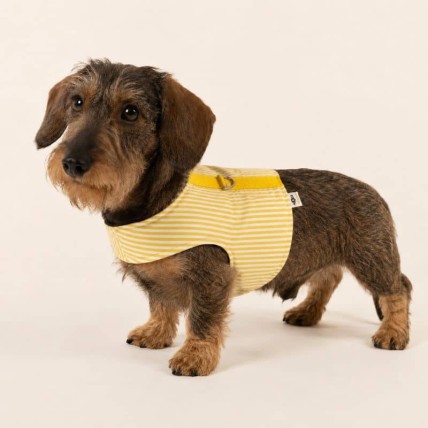 Hundegeschirr Stripes Yellow für den Sommer