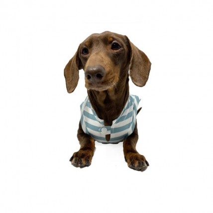 Hundeshirt Fresh Aquamarine - 3
