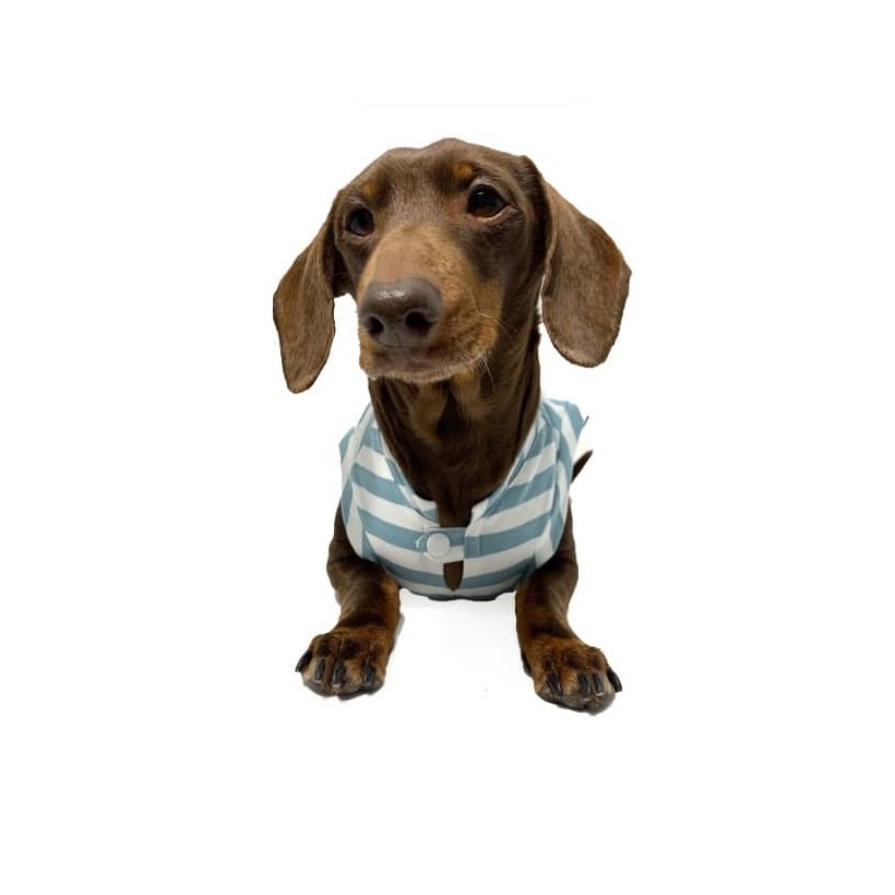 Hundeshirt Fresh Aquamarine - 3
