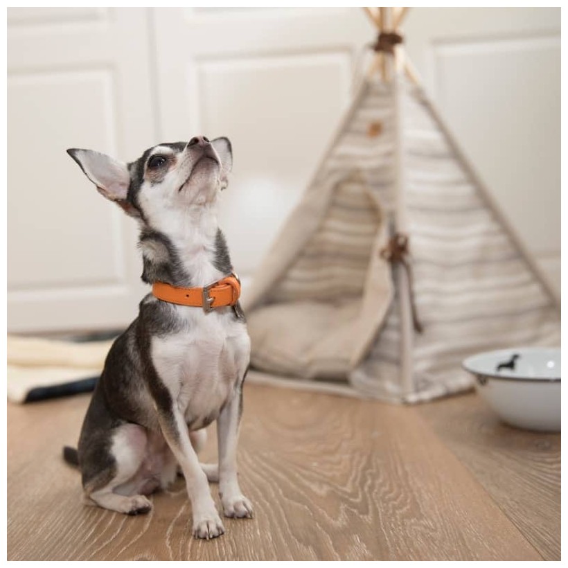 Tipi Camel für Hunde - 1