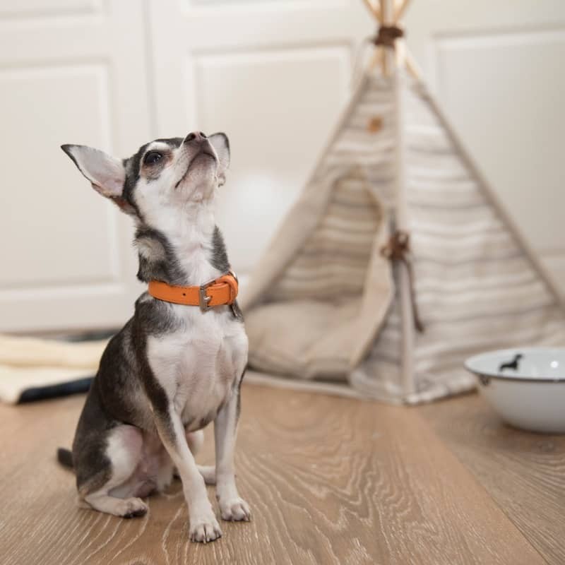 Tipi Camel für Hunde