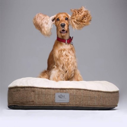 Rundes Hundebett Oslo - 2