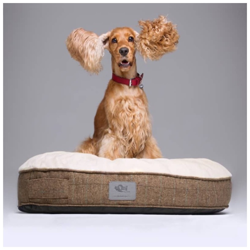 Rundes Hundebett Oslo - 2