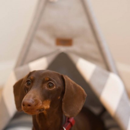 Tipi Grey für Hunde - 4