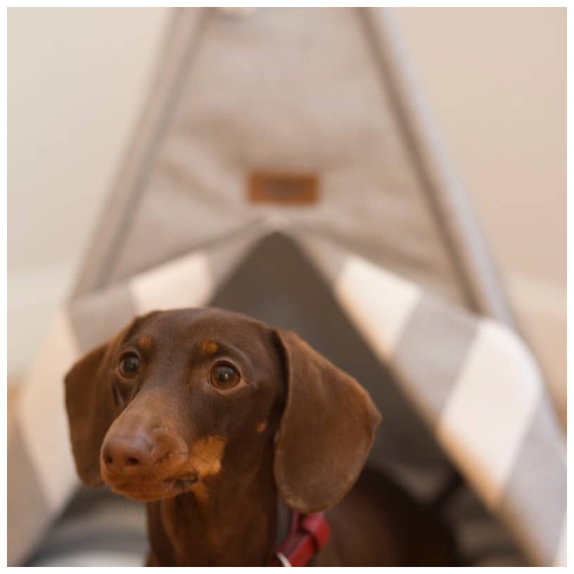 Tipi Grey für Hunde - 4