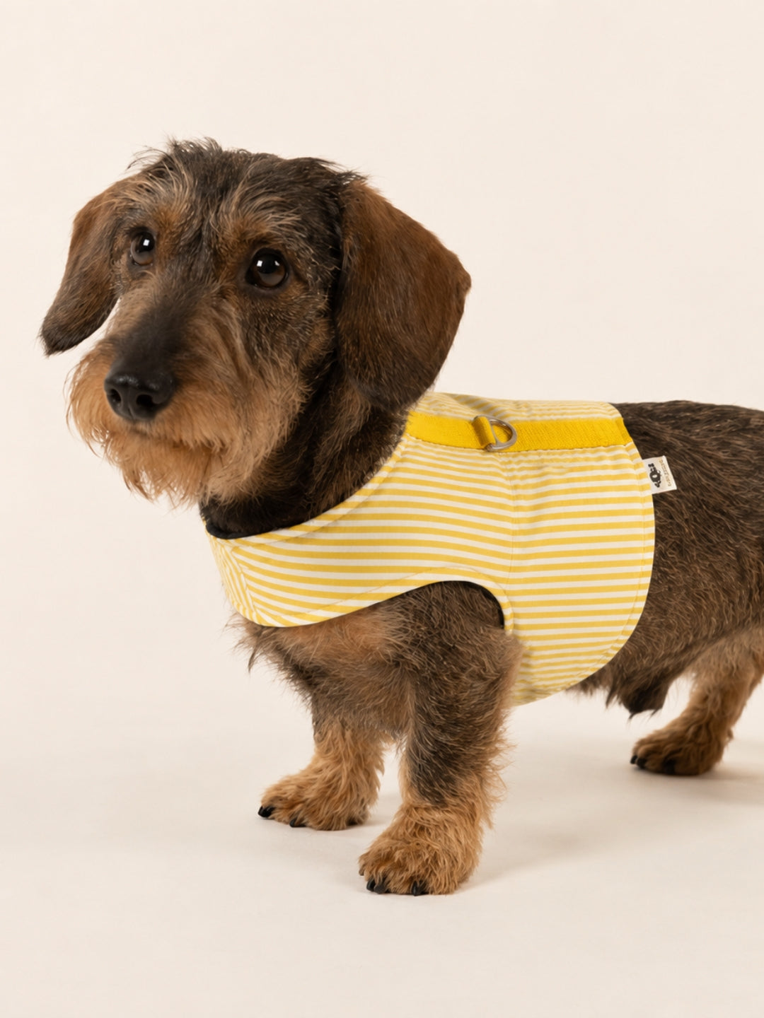 Sommergeschirr Stripes Yellow