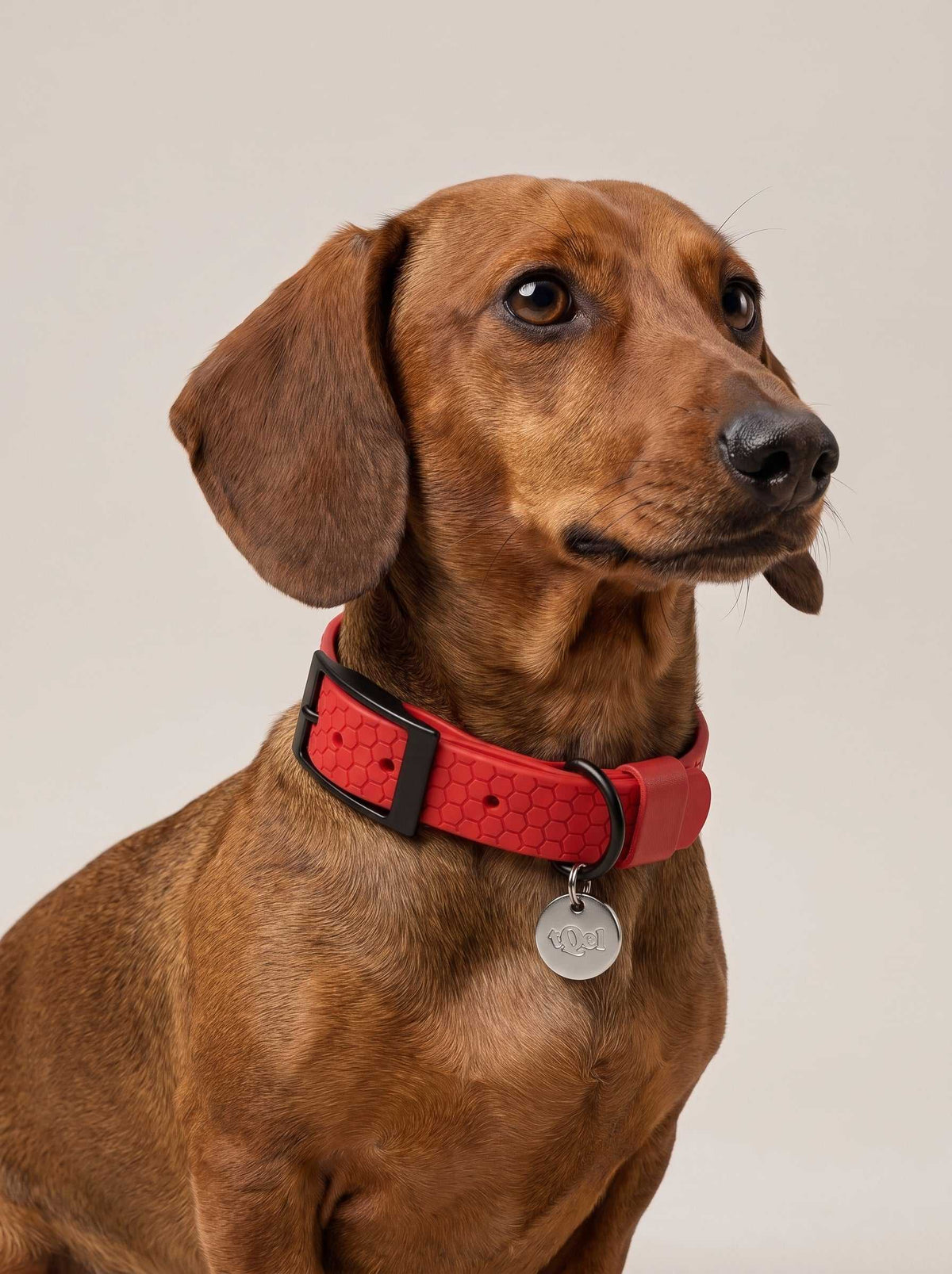 Collar para perros impermeable Ruby