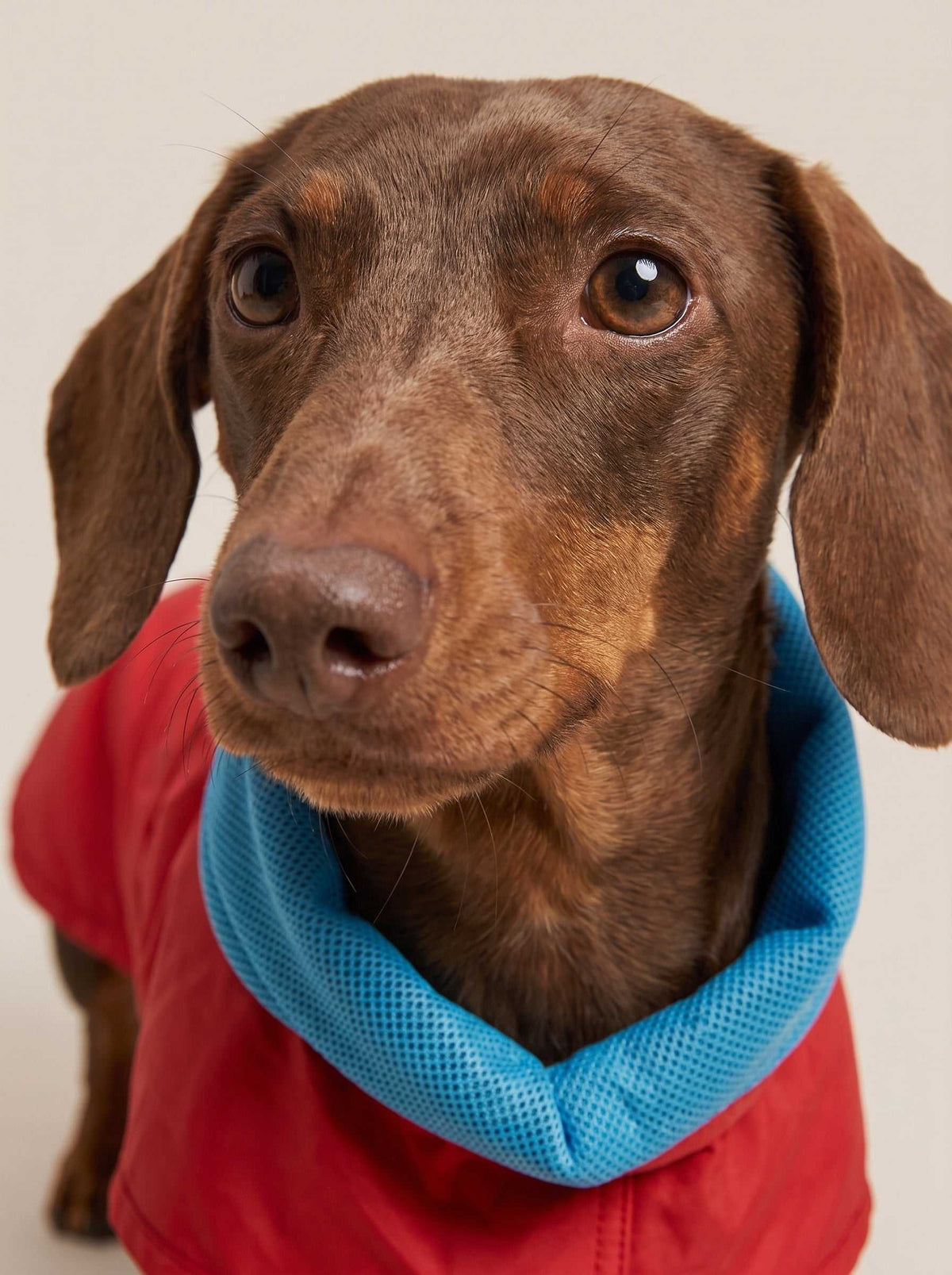 Chubasquero Tintin Air Red