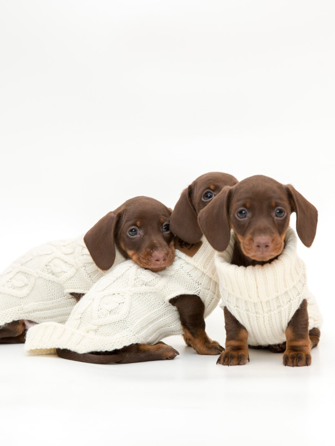 jersey para cachorros