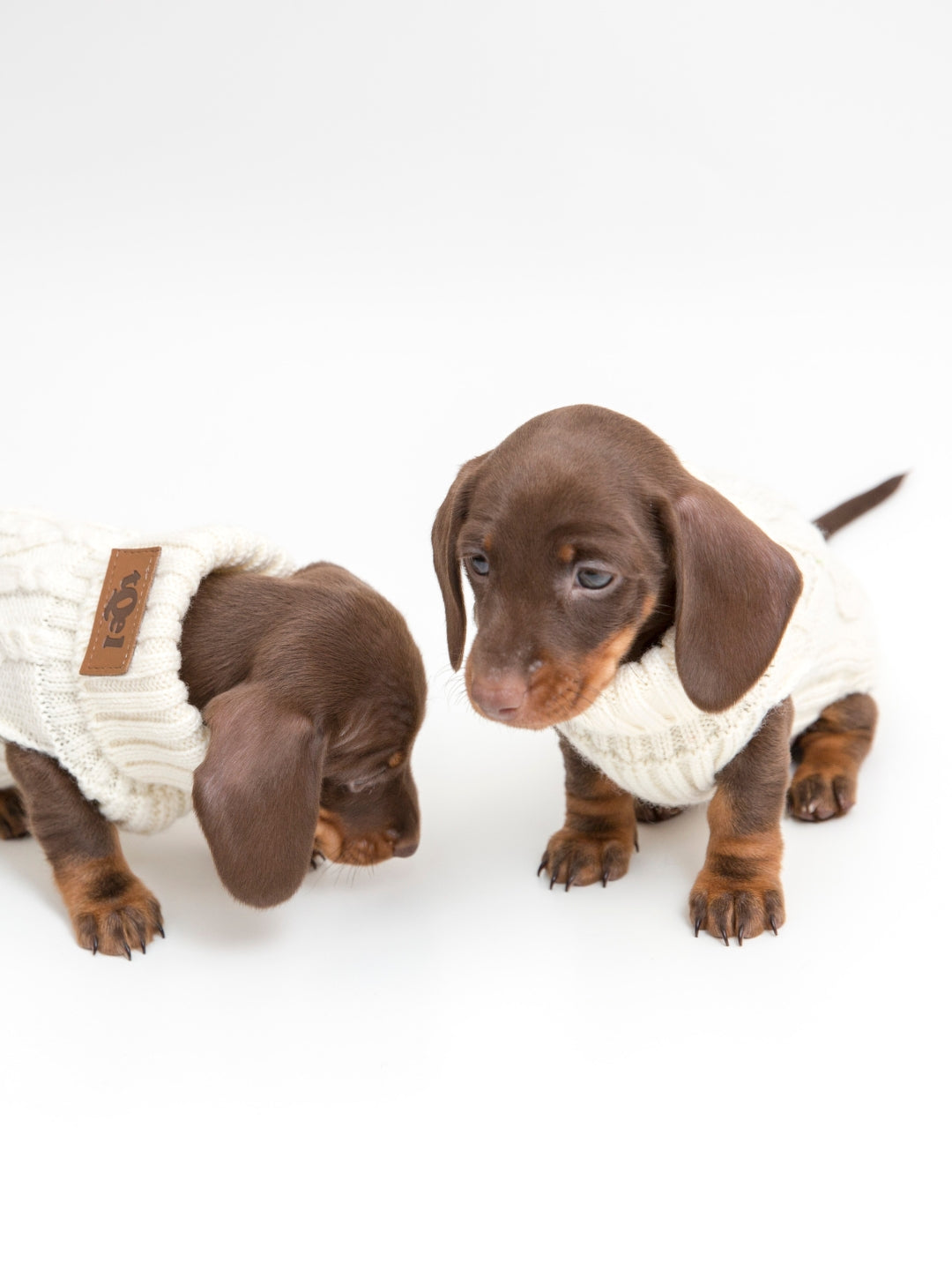 jersey para cachorros