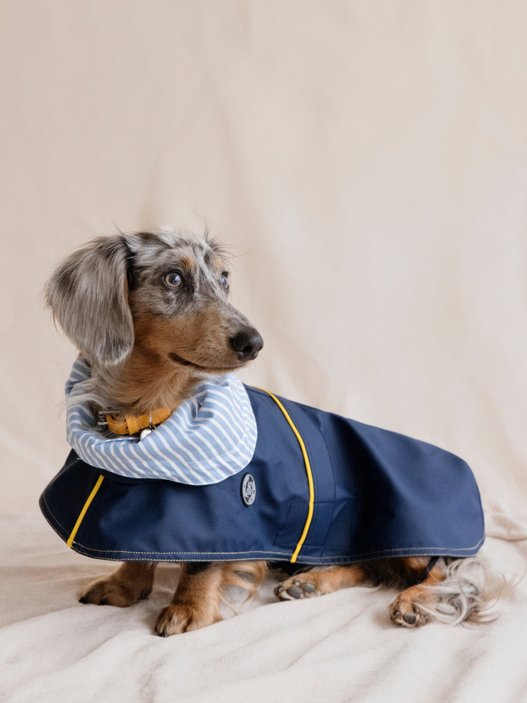 Tintin Blue Raincoat