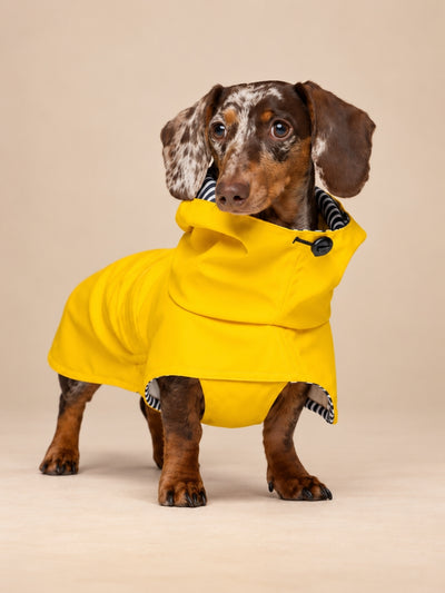 Chubasquero Tintin Yellow