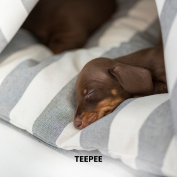 Tipi para perros